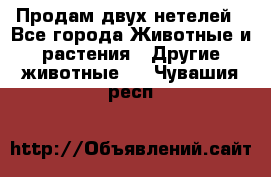 Продам двух нетелей - Все города Животные и растения » Другие животные   . Чувашия респ.